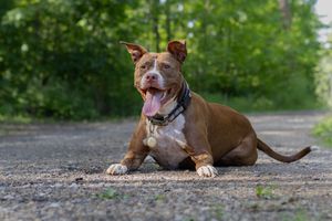 A brown Pitbull with tongue out lying on a gravel path in a forest.