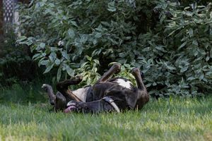 A dog rolling playfully on green grass near lush garden bushes.