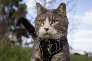 Gray and white tabby cat named Tom in black harness with tag looking alert outdoors in daylight.