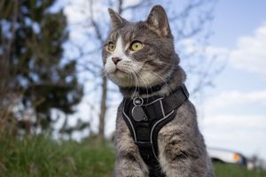 Gray tabby cat named Tom with white markings wearing black reflective harness outdoors with trees behind.
