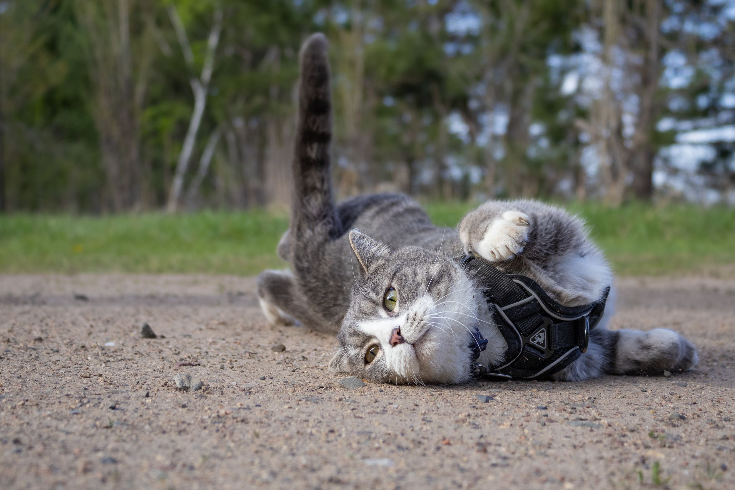 A gray tabby cat named tom wearing a black harness playfully rolls on its back on a dirt path outdoors.