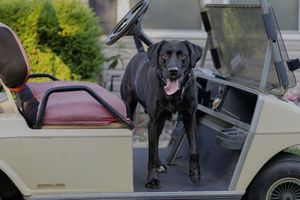 A black Labrador standing in a golf cart on a sunny day.