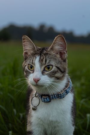 A tabby cat with yellow eyes wearing a blue collar sits in green grass at dusk.
