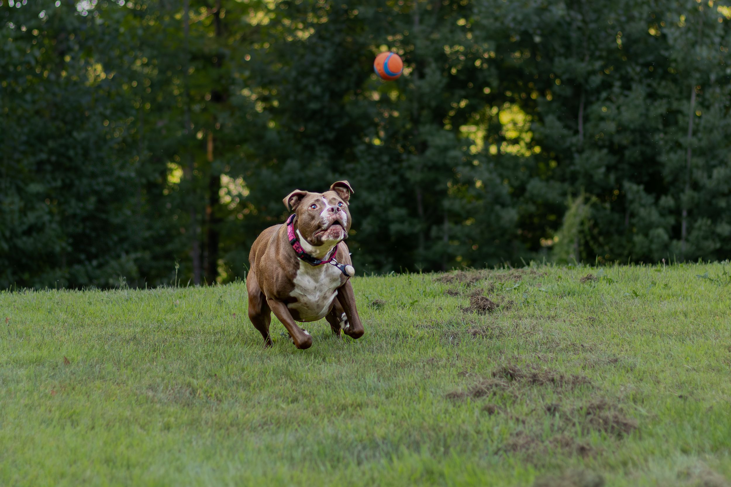 A brown Pitbull running across a grassy field chasing an orange ball.