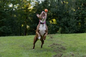 A brown Pitbull jumping high to catch an orange ball in a park.