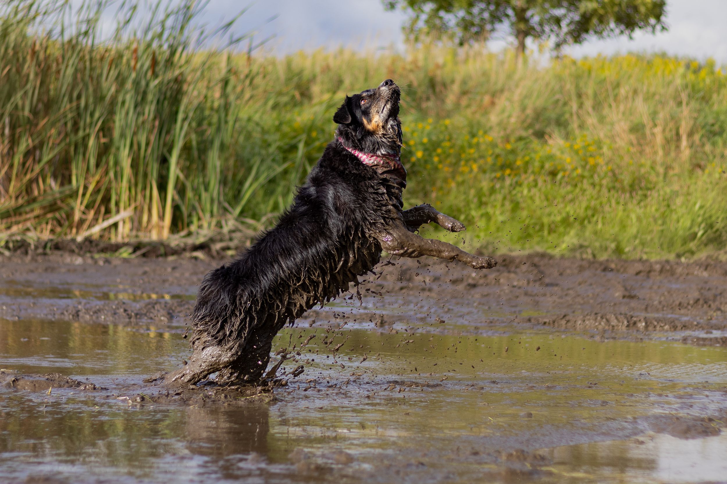 A wet black dog jumping and playing in a muddy puddle outdoors.