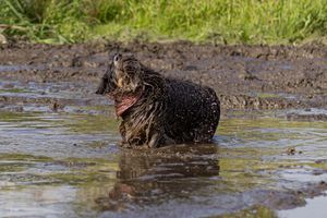 A soaking wet black dog shaking off water in a muddy pool.