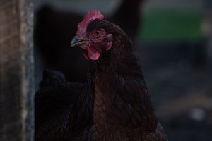 Dark brown hen with red comb standing in a dimly lit farm setting.