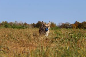 Active dog running through tall golden grass in an open field carrying a blue ball on a clear day.