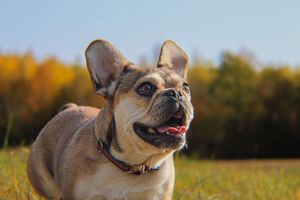 Adorable fawn French Bulldog with tongue out sitting in green grass with colorful autumn trees behind.