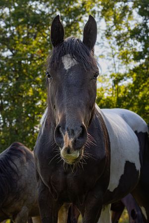 A dark black and white pinto horse faces the camera with green trees in the background.