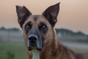 A close-up portrait of a Belgian Malinois dog at sunset outdoors.