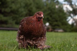 A fluffy brown hen with ruffled feathers stands on green grass outdoors.