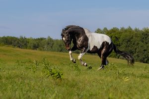 A black and white pinto horse leaps energetically across a green meadow on a sunny day.