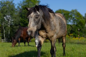 A buckskin dun horse stands close to the camera in a green pasture with other horses grazing behind.