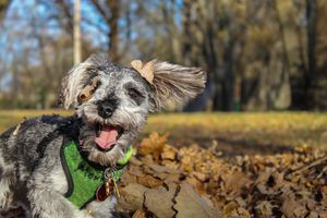 Happy small mixed breed dog with tongue out sitting in autumn leaves in a sunny park setting.
