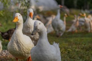 A group of white domestic geese walking on green grass in soft golden sunlight on a farm.