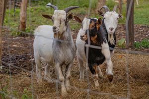 Three goats, two white and one black and white, standing together behind a wire fence on a farm.