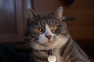 A gray tabby cat with golden eyes wearing a collar tag poses alertly indoors.