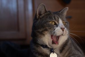 A gray and white tabby cat with a collar yawning widely indoors in dim lighting.