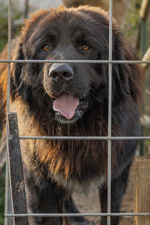 A large fluffy black Newfoundland dog with amber eyes panting behind a metal wire fence.