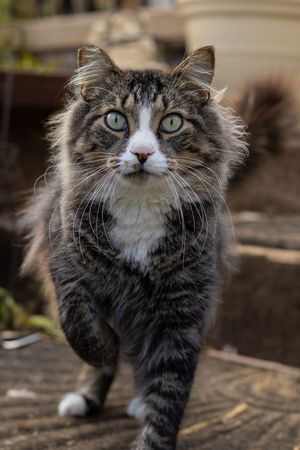 A long-haired tabby cat with striking green eyes walking forward on a wooden surface outdoors.