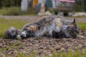 A fluffy calico cat rolling and stretching on a gravel path in an outdoor garden area.