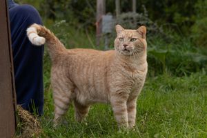 An orange tabby cat standing on green grass with its tail raised, looking alert in an outdoor garden setting.