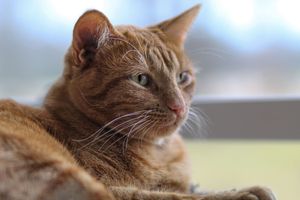 Orange tabby cat resting and gazing thoughtfully in soft natural indoor lighting.