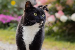 A black and white tuxedo cat with green eyes standing in a garden with colorful flowers.