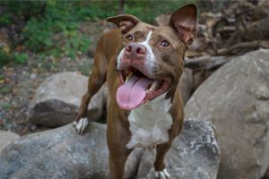 Happy brown and white Pit Bull standing on rocks in a wooded area with tongue hanging out joyfully.