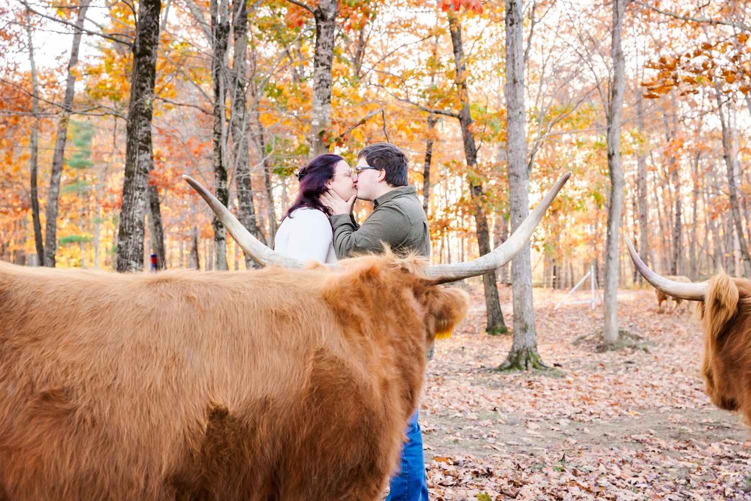 Romantic autumn moment with curious Highland cattle watching in a wooded setting.