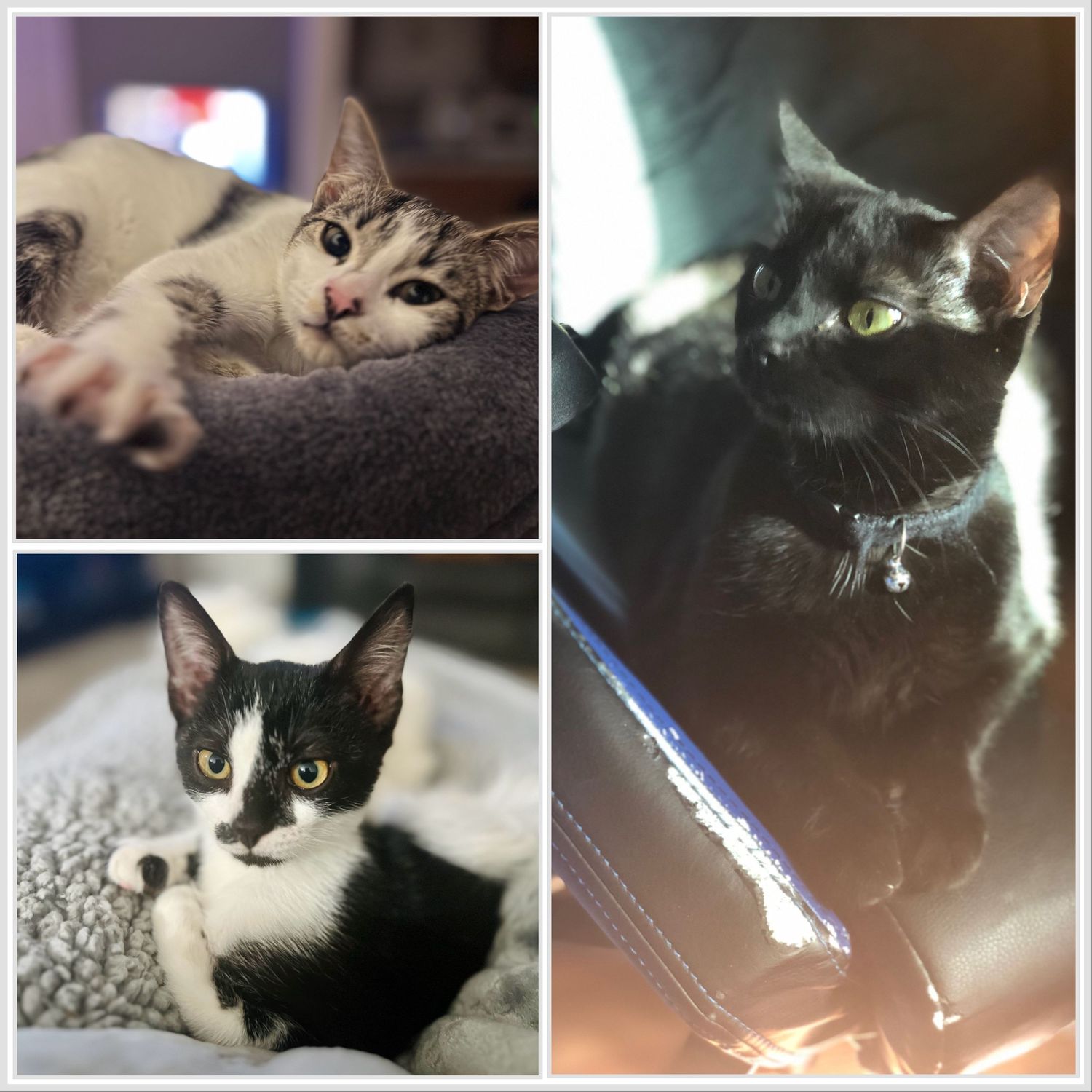 cats