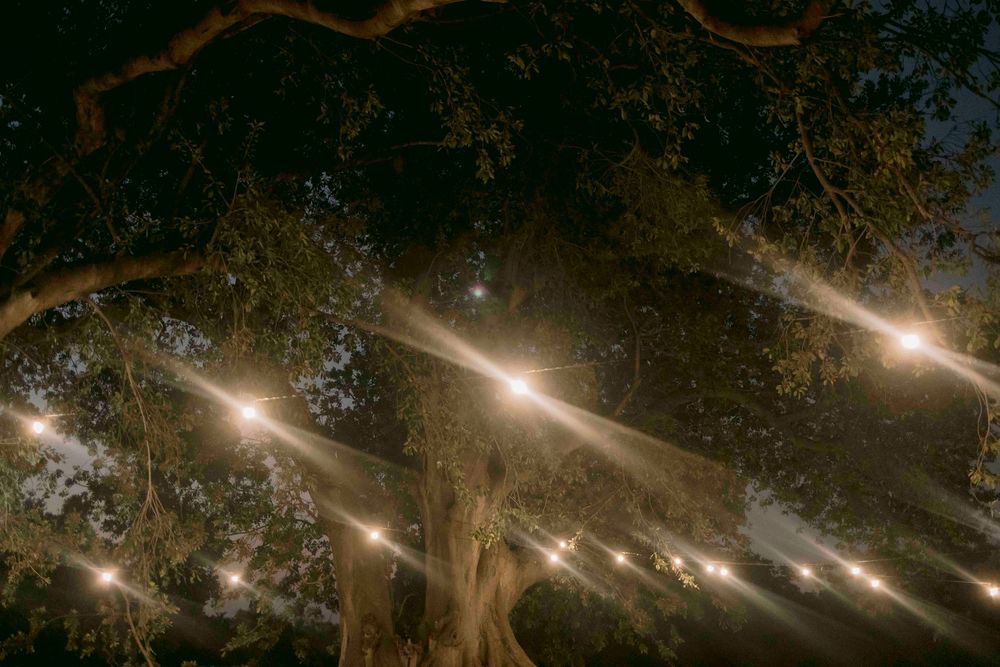 Elegant string lights draped through large trees creating a magical outdoor wedding ambiance at night.