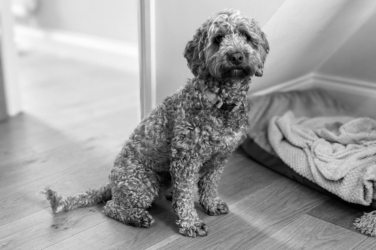 Small fluffy dog sitting on wooden floor near wedding preparations.