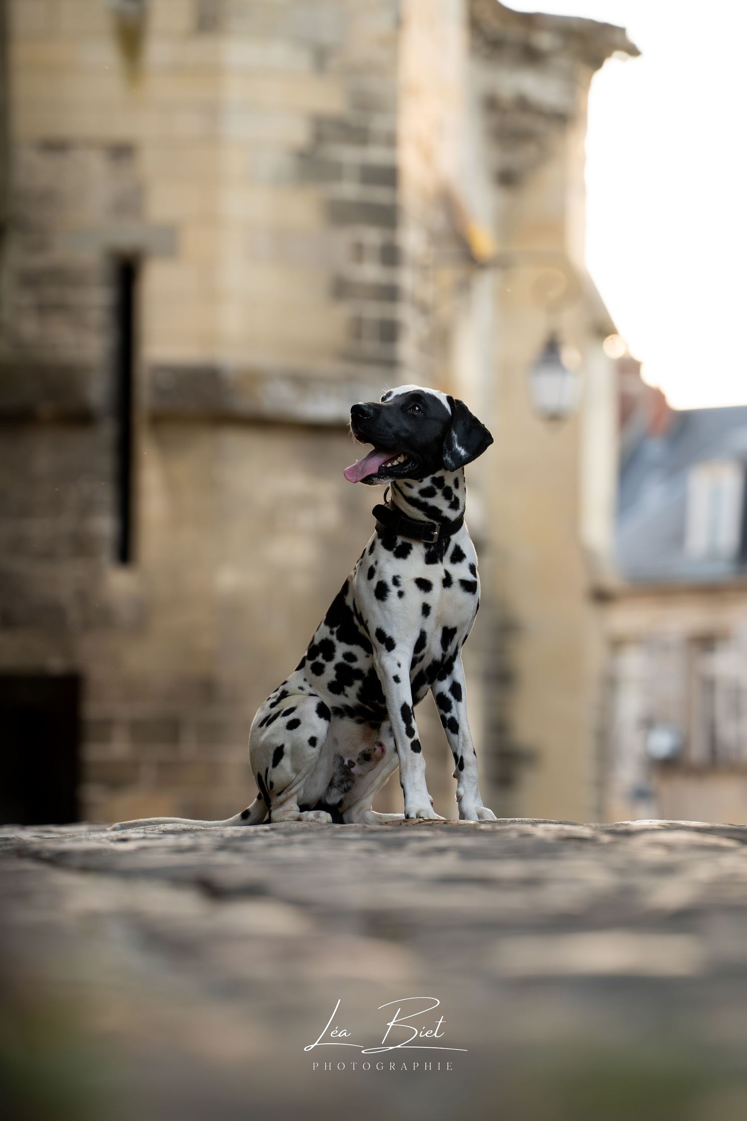 léa biet photographie photographie animalière animaux photo oise noyon compiegne hauts de france photographe