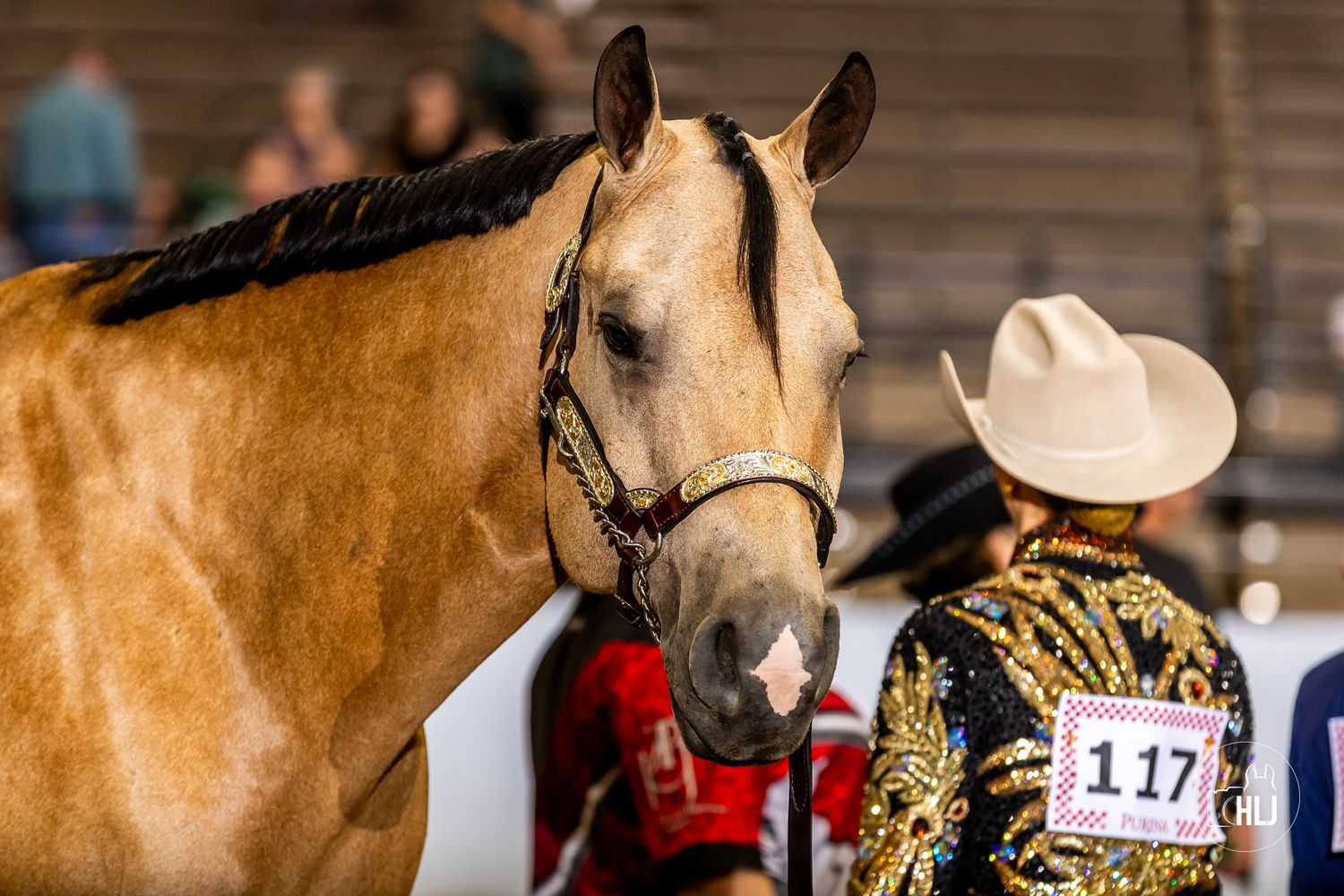 Beautiful dapple gray show horse performing in arena with decorated western tack.