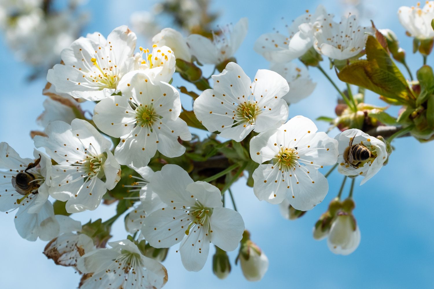 White cherry blossoms in full bloom with a bee collecting pollen against blue sky.