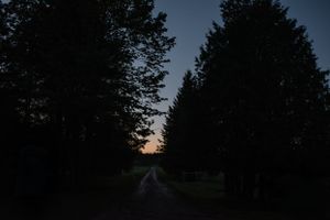Dark silhouettes of pine trees frame a country road at dusk.