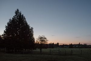 Peaceful rural sunset landscape with evergreen trees silhouetted against fading light.