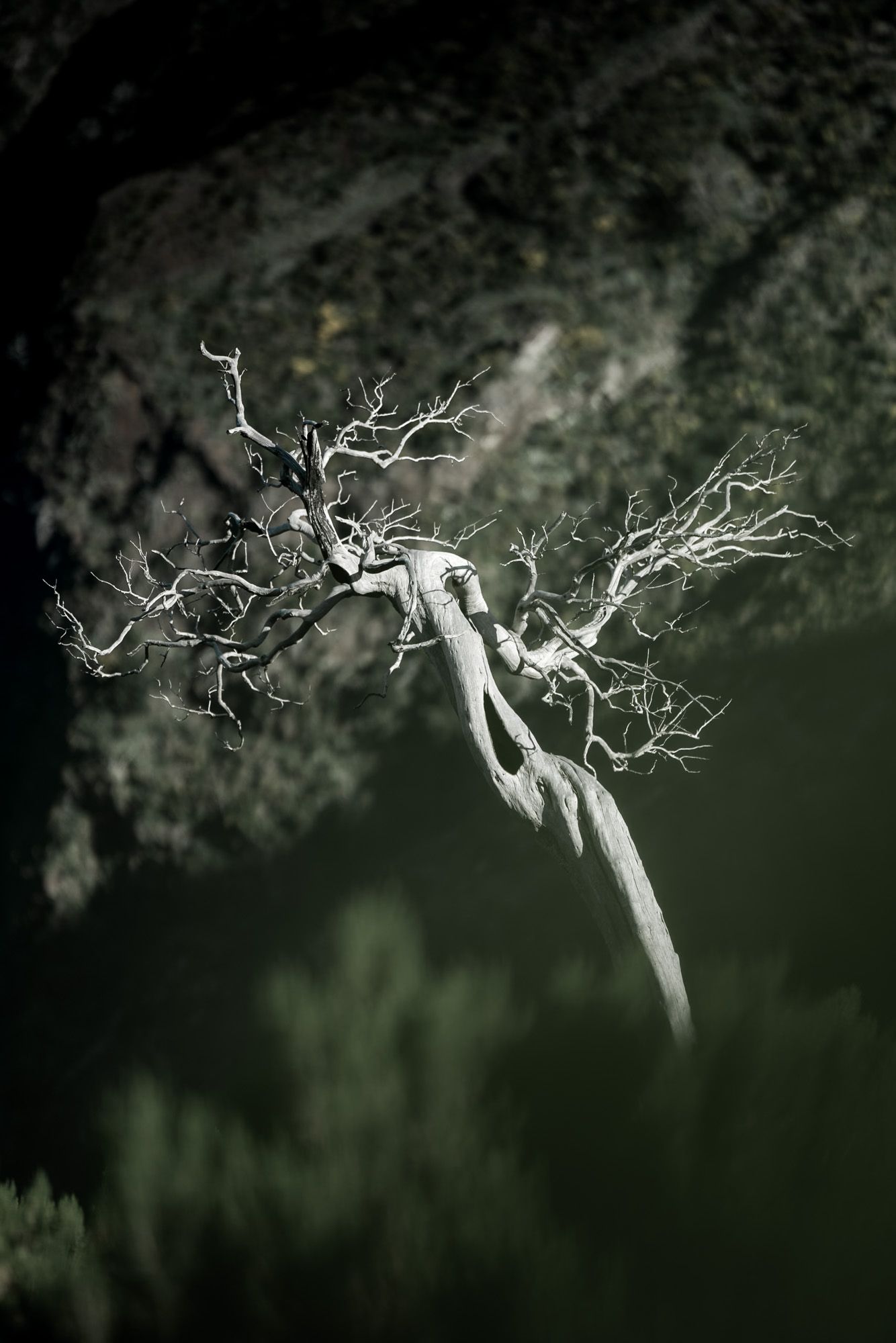 Arbre mort au tronc blanc au pico ruivo à Madère