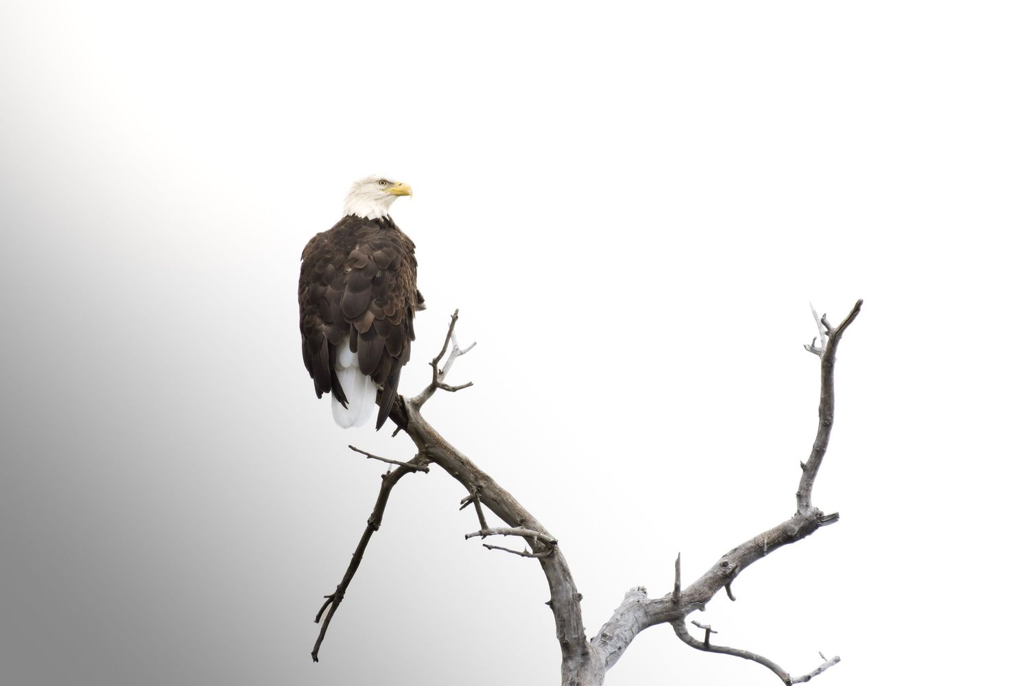 A bald eagle perched on a bare tree branch against a white background, showcasing its distinctive white head and brown plumage.