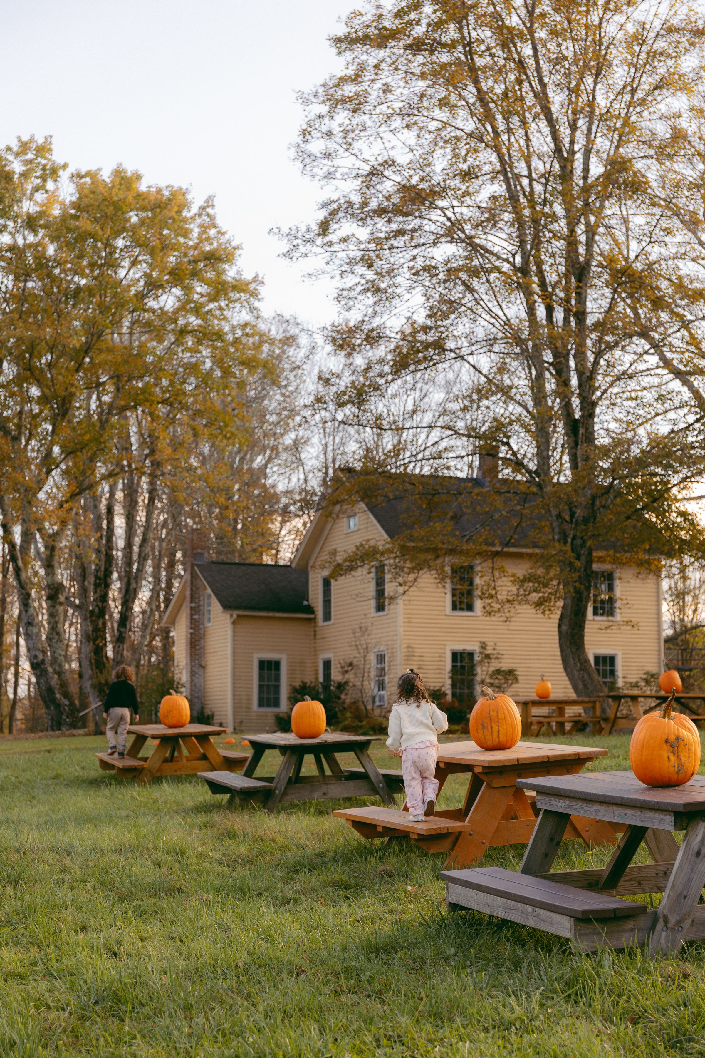 Autumn picnic tables with orange pumpkins on a green lawn beside a yellow farmhouse surrounded by fall foliage trees.