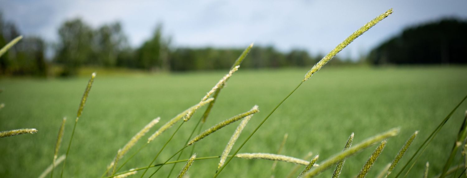 Close-up of green grass stalks swaying in a lush field with trees and cloudy sky in the background.