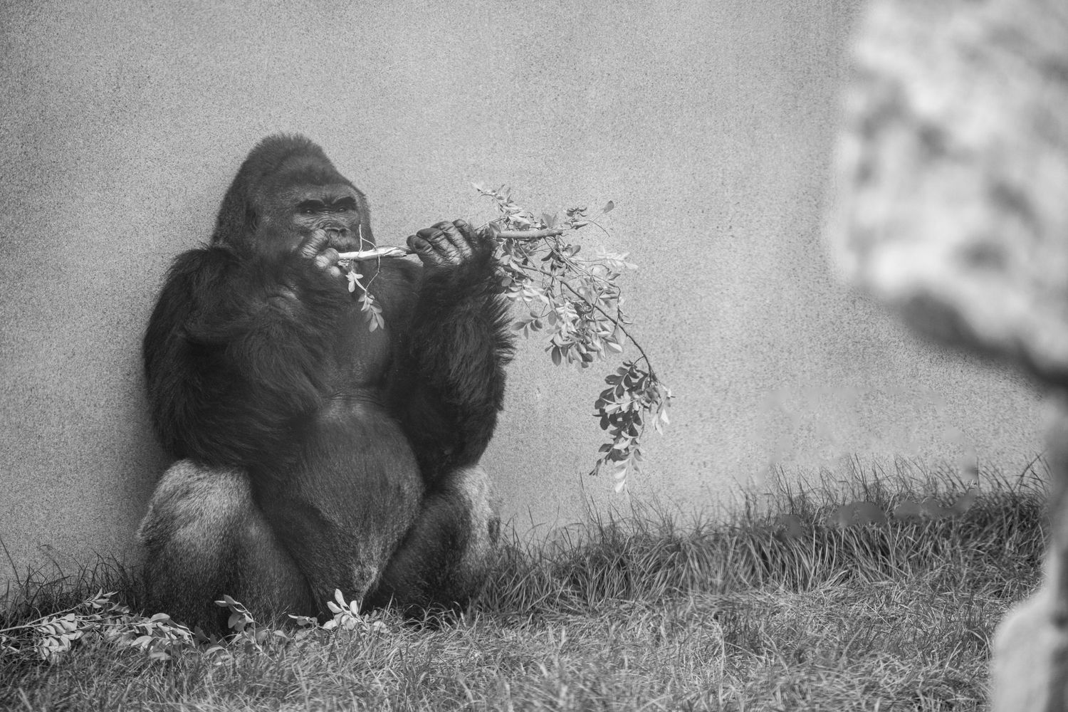 A large gorilla sits against a wall, holding and examining leafy branches in a black and white zoo photograph.