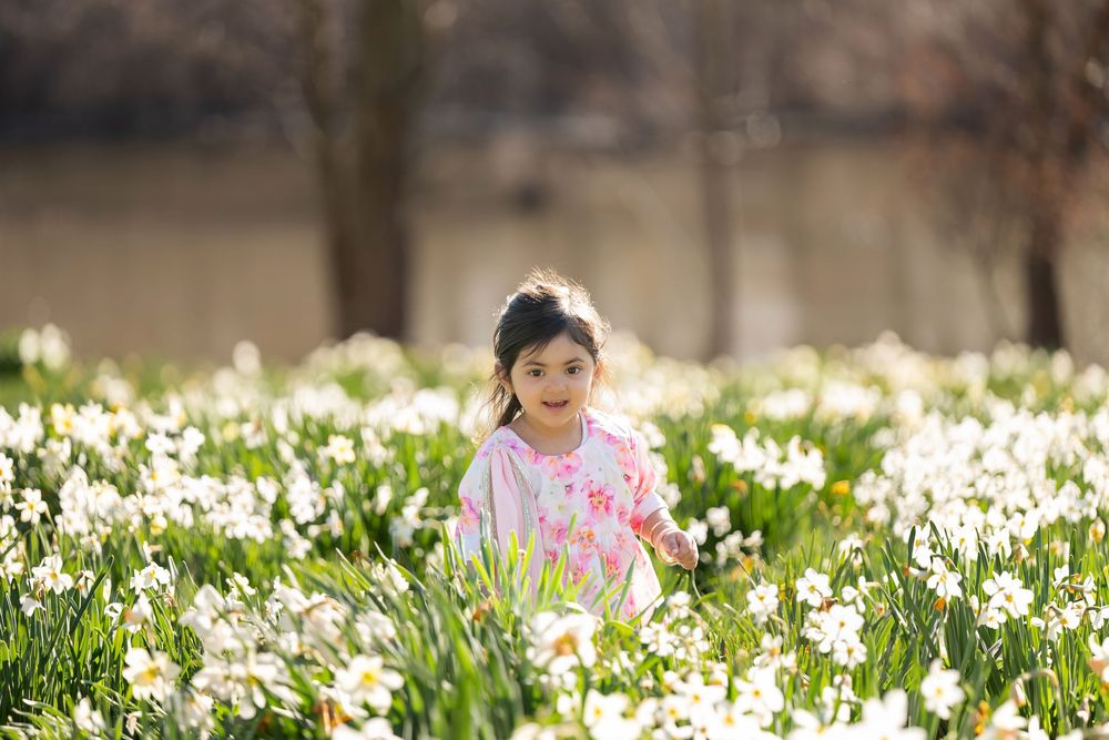 Adorable young girl in pink dress sitting among blooming white daffodils in sunlit spring garden.