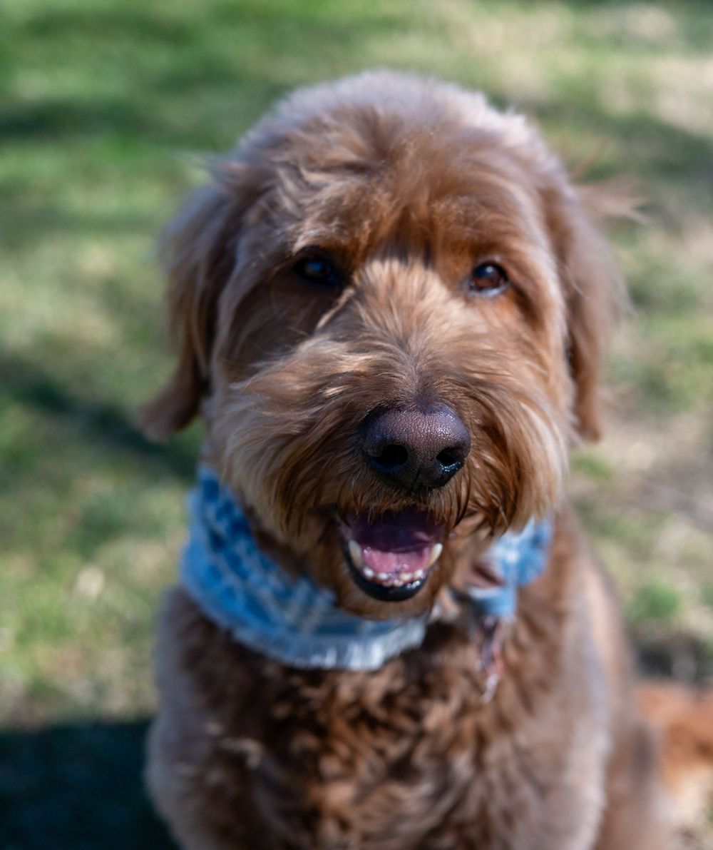 Happy golden Labradoodle wearing blue bandana sits smiling on green grass outdoors.