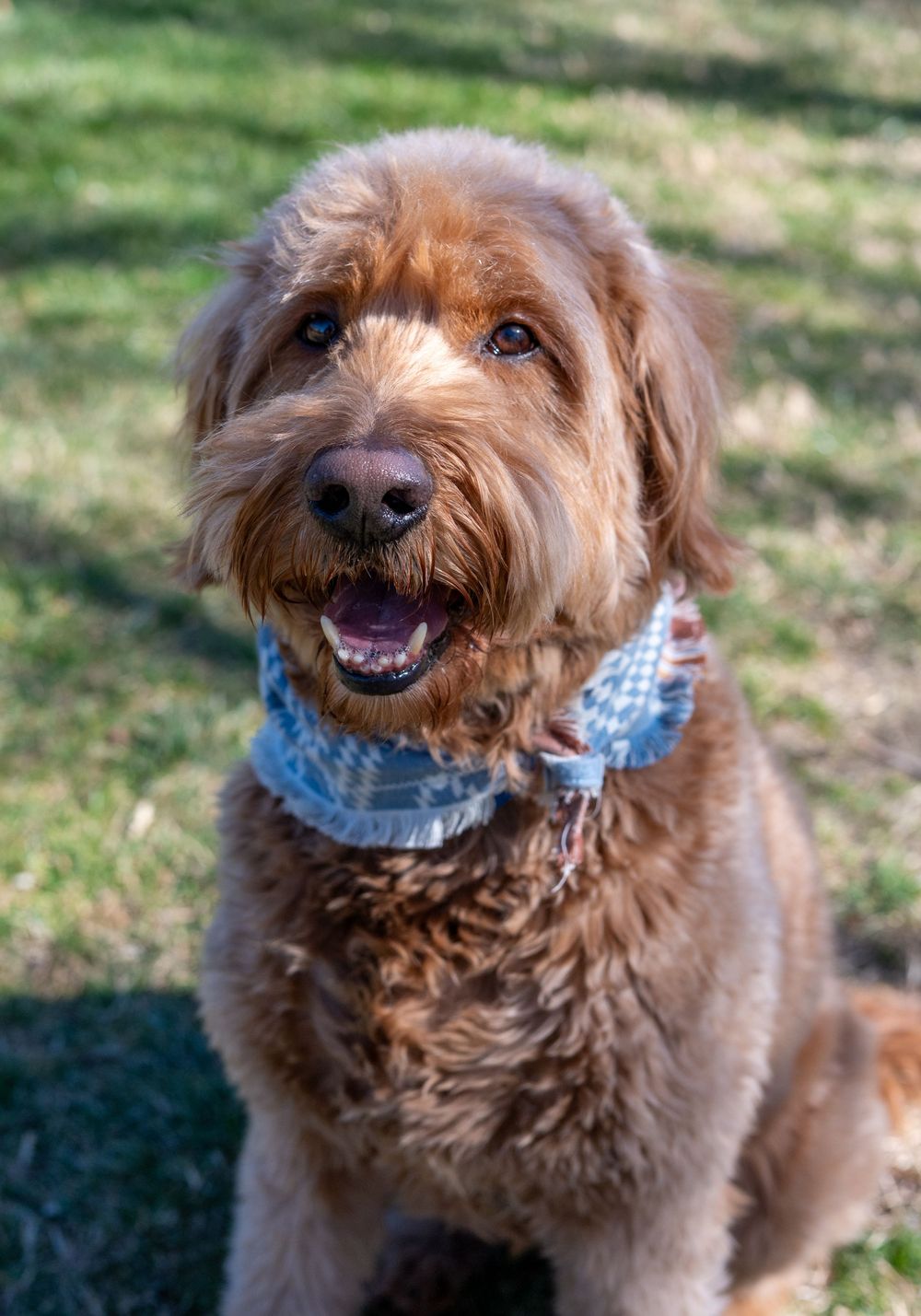 Fluffy golden Goldendoodle dog sitting outdoors wearing a blue plaid bandana, smiling happily on green grass.