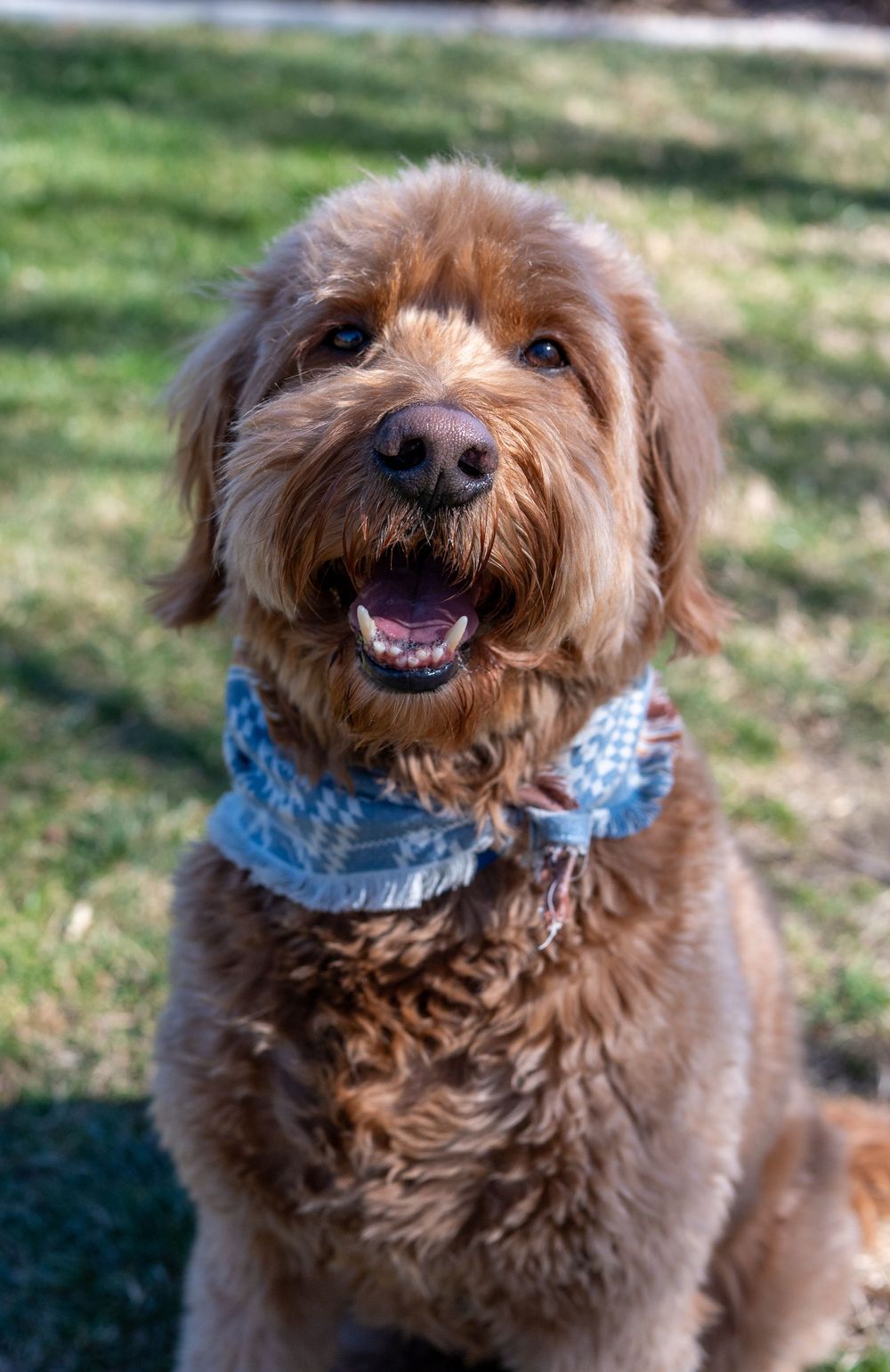 Smiling golden Labradoodle with blue plaid bandana sits on sunny green grass.