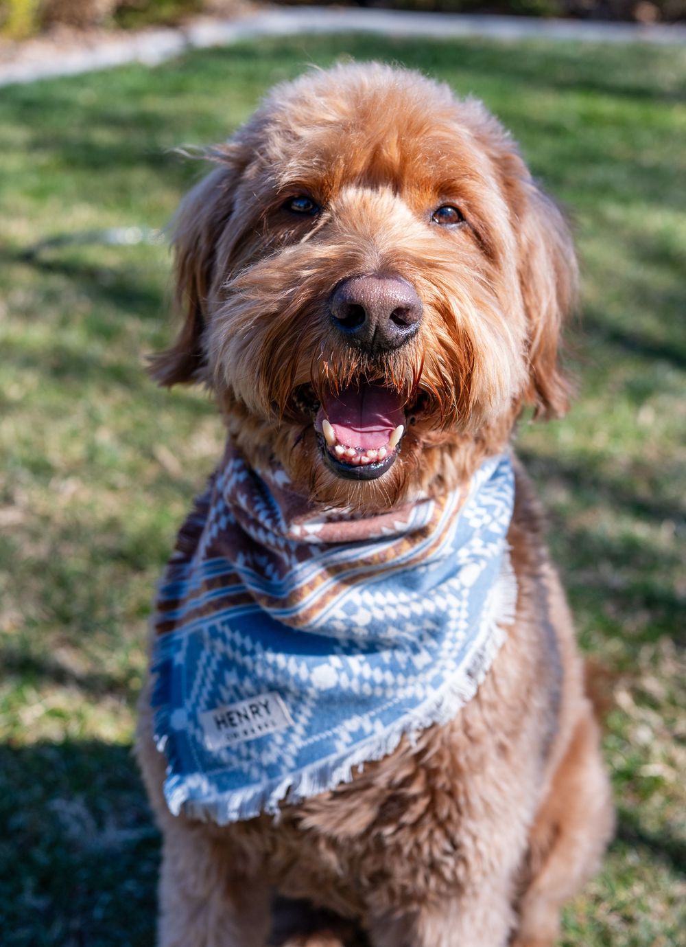Fluffy golden Labradoodle named Henry sits happily wearing blue patterned bandana outdoors.